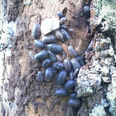 A pillbug in the woodland